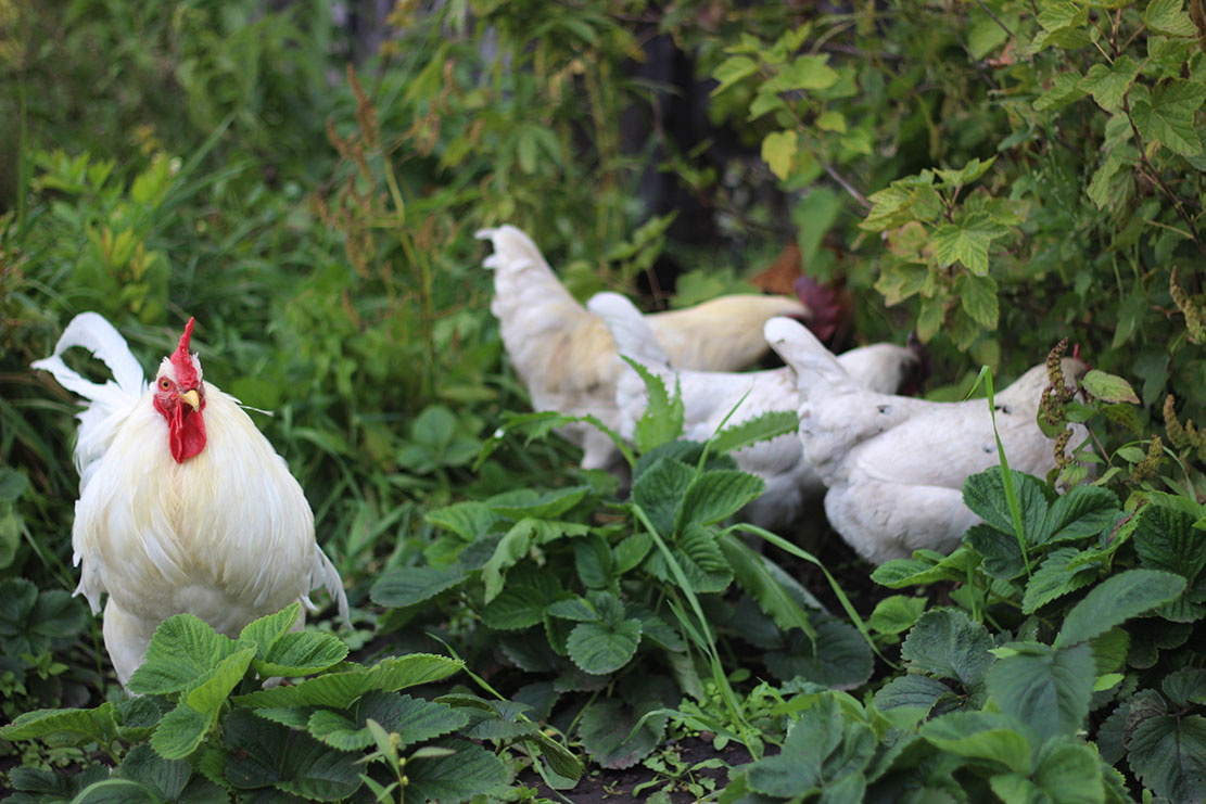 старший петух охраняет девочек