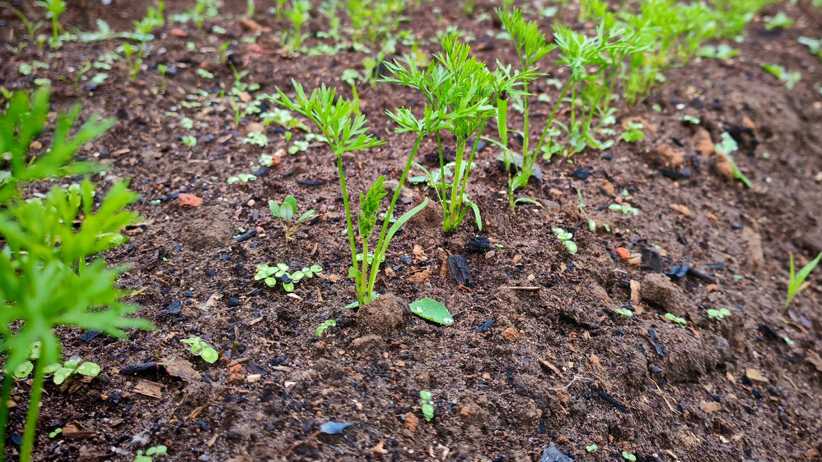 Результат посева моркови на бумаге — 40 растений на 6 метров грядки вместо ожидаемых 200