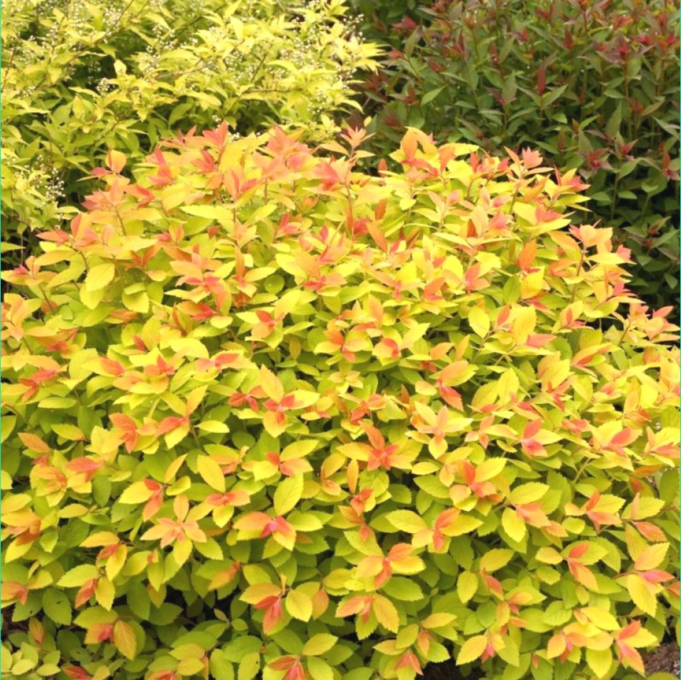 Спирея японская Golden Princess