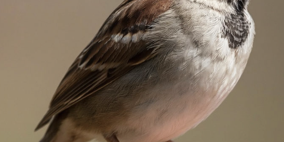 Воробей - птичка, у которой есть свой всемирный праздничный день