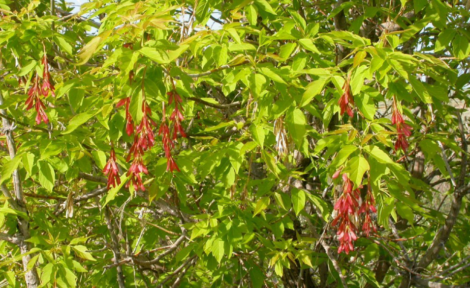 Фото: https://commons.wikimedia.org/wiki/File:Acer_negundo_Bozeman_1.jpg