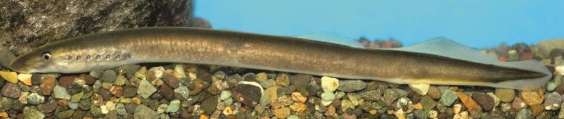 Западно-закавказская ручьевая минога.