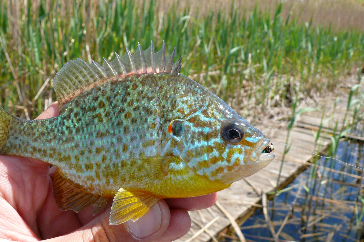 Солнечная рыба