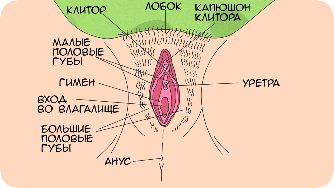 Строение вульвы
