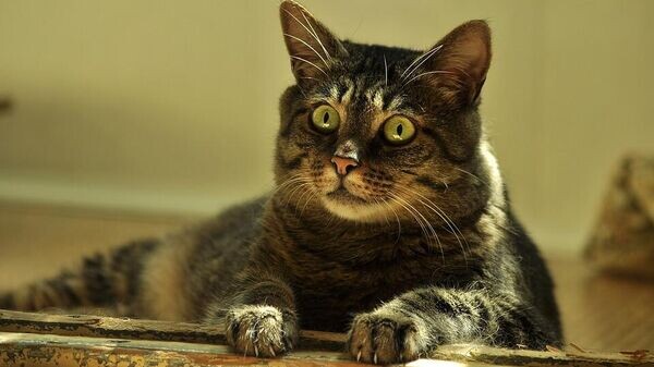 Аллергия у кошек: как защитить питомца и сохранить спокойствие дома