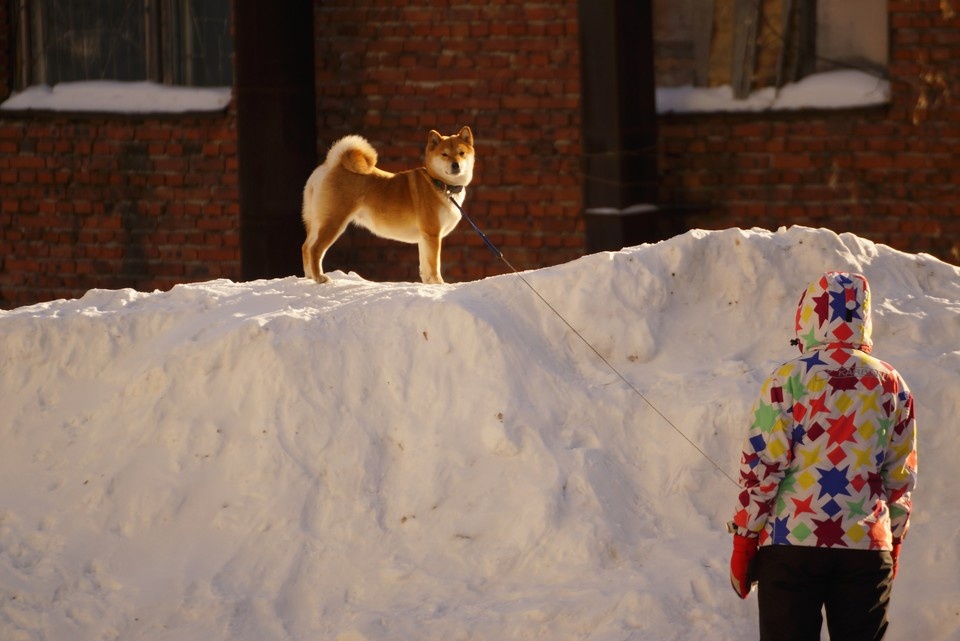    Задержана подозреваемая в краже оставленной у магазина акита-ину в Москве Алексей БУЛАТОВ