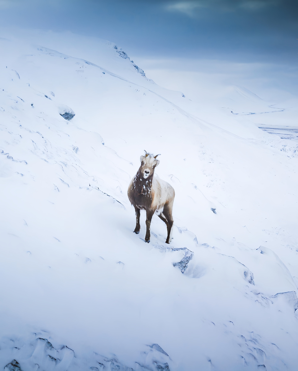 Чукотка. Фотограф Зенин Борис