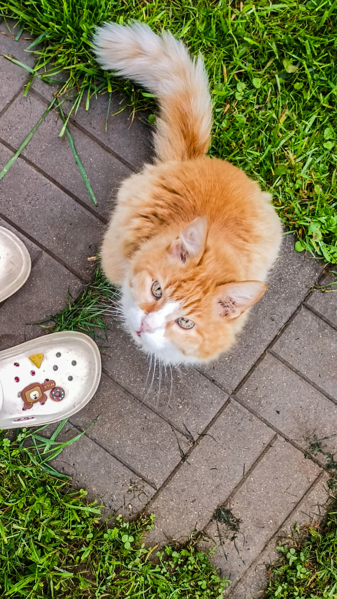 Кот Пурш, ему было 14.5 лет ❤️