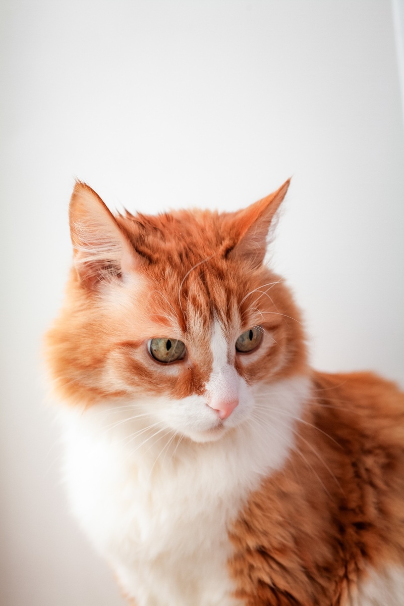 Мамин котик Пурш