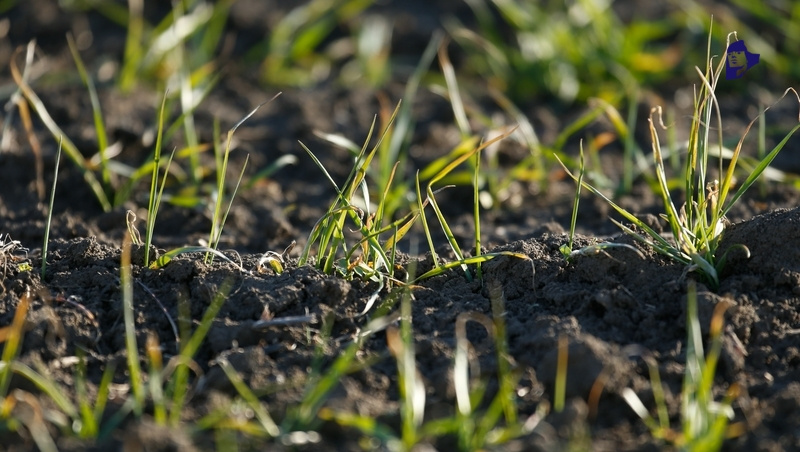    На Ставрополье особое внимание уделяют развитию сферы АПК Фото: ИА «Победа26»