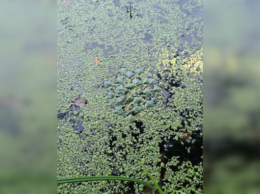    Краснокнижные растения // Фото ЮНЦ РАН