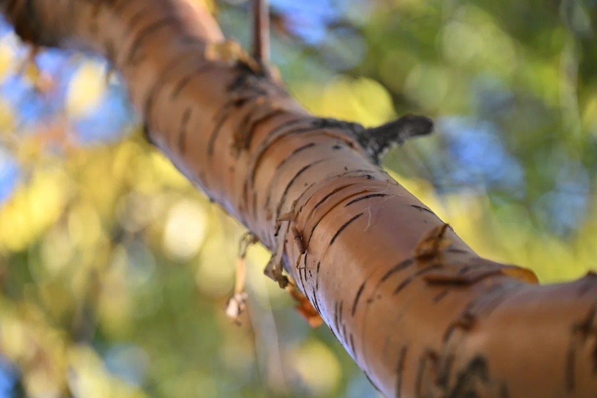    Фото: Анастасия Сибирякова