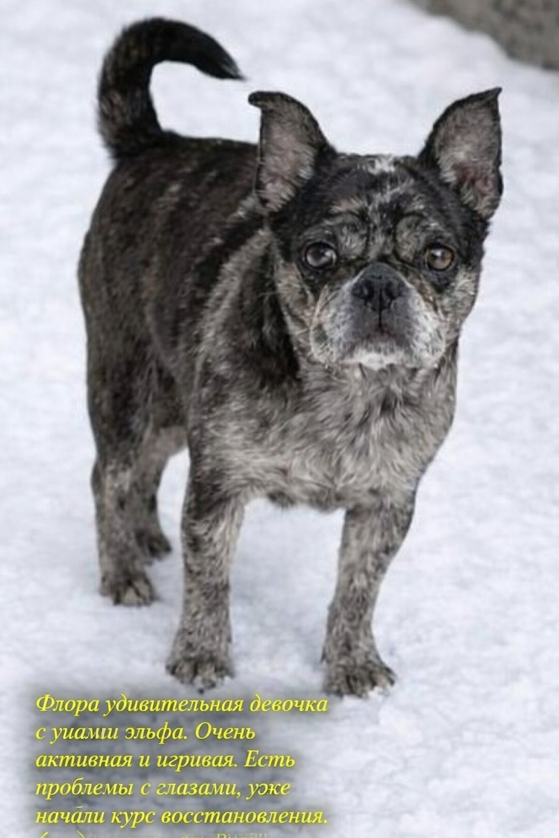 Флора.    Можно листать -------->