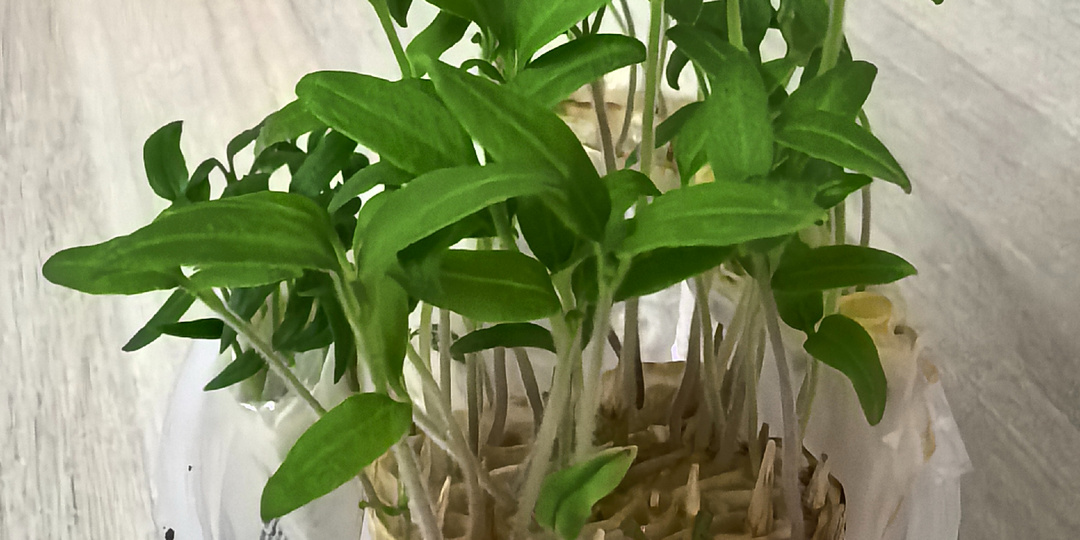 Как разбудить любые семена, почему не всходят семена томатов, перцев, баклажанов?