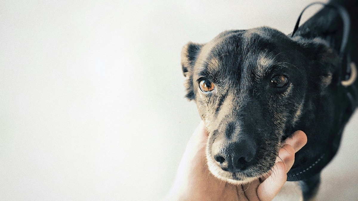    Старт строительных работ на территории будущего приюта «Собачий мир» в Красноярске стал возможен после сбора значительной части средств