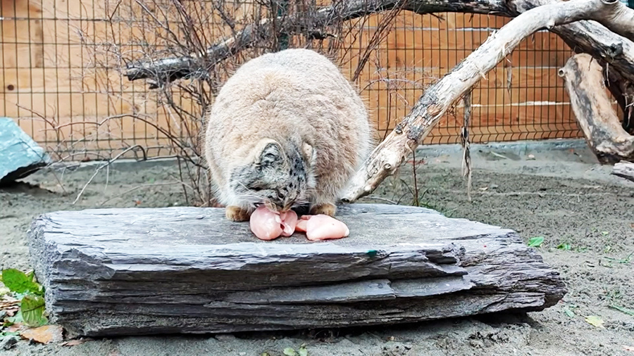    © АО "ТВ Центр"