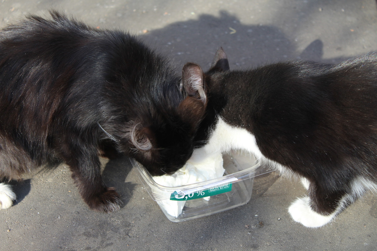 Сметана для кошки: лакомство или опасность для здоровья?  