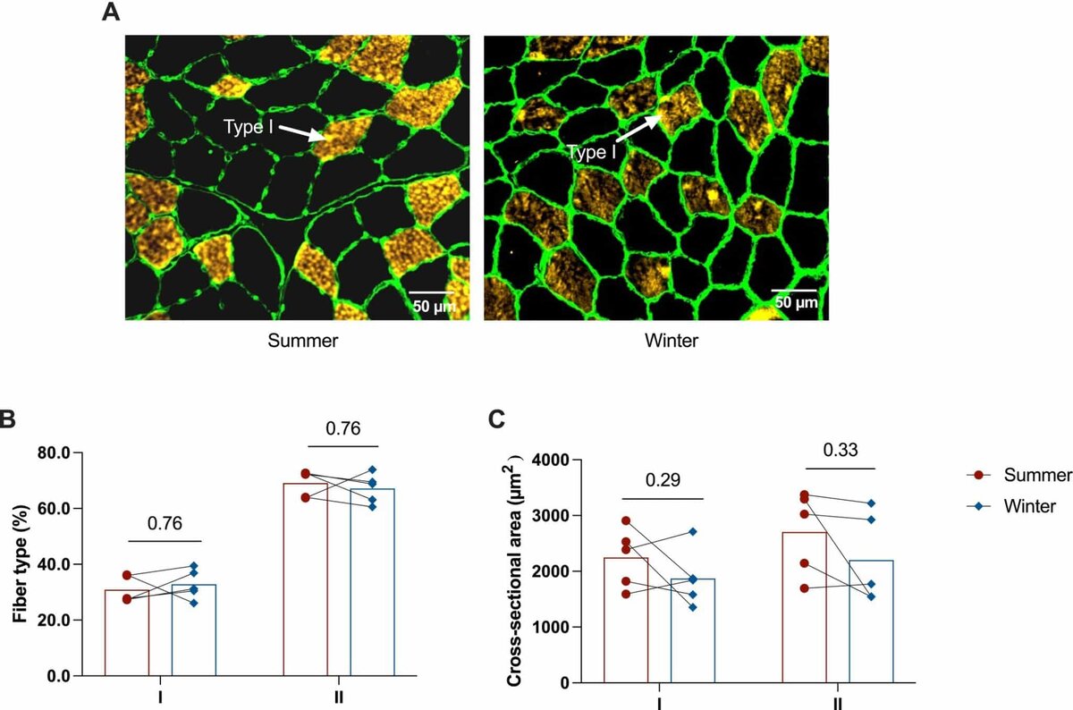    A) Иммунофлуоресцентные изображения поперечных срезов скелетных мышц бурых медведей, на которых видны волокна I типа (желтые/оранжевые) и клеточные мембраны (зеленые) у одного и того же животного летом и зимой. B) процентное соотношение волокон I и II типов; C) площадь поперечного сечения волокон I и II типов. / © Audrey Bergouignan et al./Acta Physiologica(2026)
