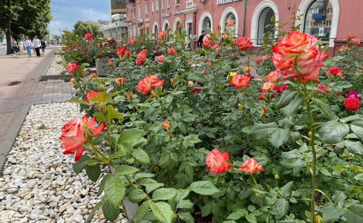    фото Курские известия