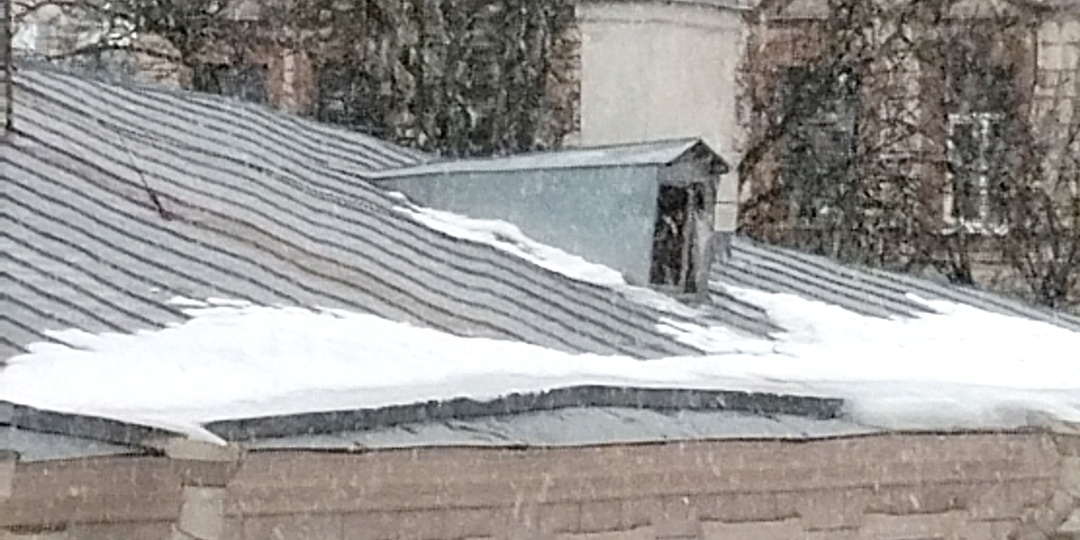 Голландские тюльпаны или март в Петербурге