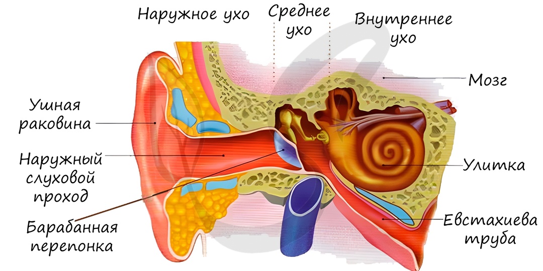 Неврит слухового нерва (кохлеарный неврит)