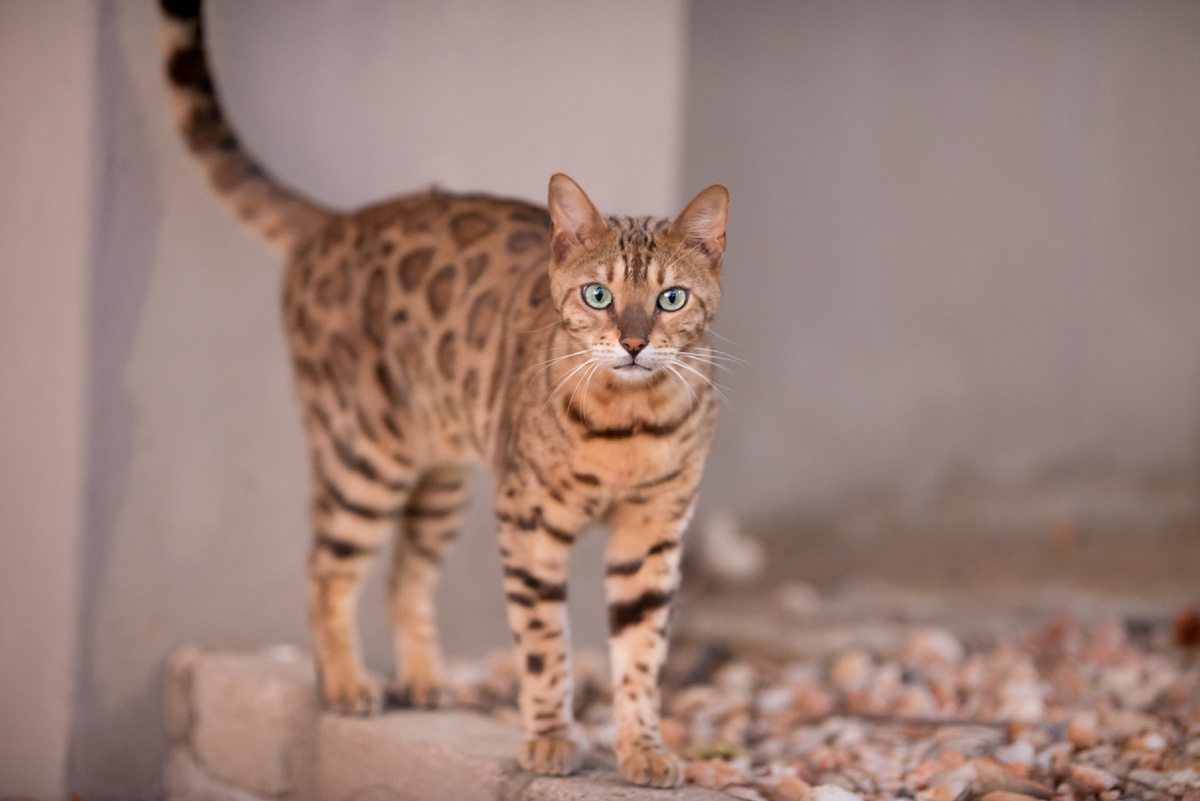 https://ru.freepik.com/free-photo/beautiful-shot-bengal-cat-curiously-staring-camera-with-blurred-background_10835542.htm Изображение от wirestock на Freepik