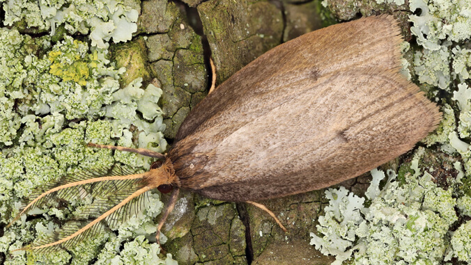    Фото: Гавайский университет в Маноа