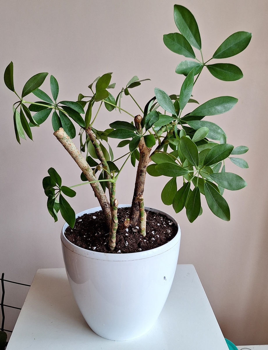 Палки ёлки-палки. Так она выглядела через несколько месяцев после пересадки.