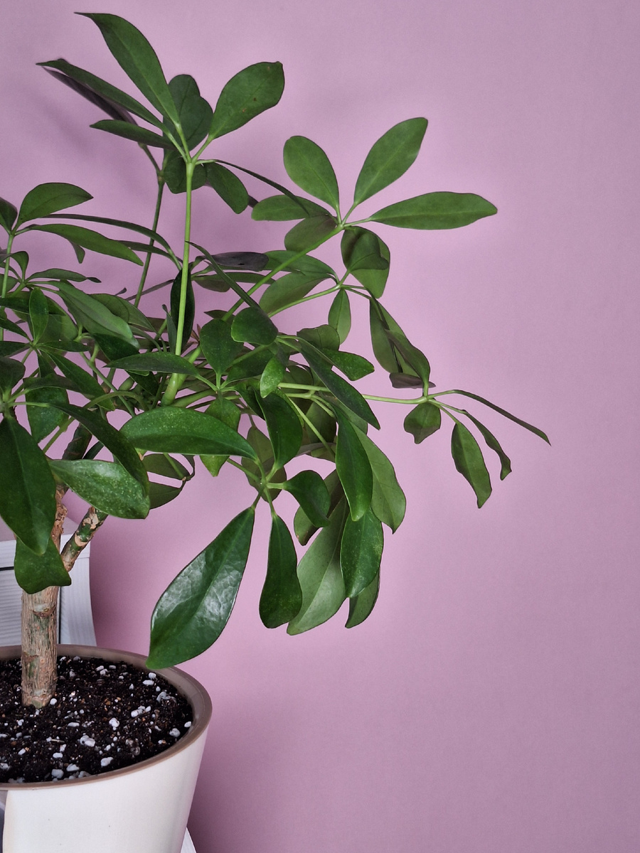 Фото автора. А потом она выглядила так...