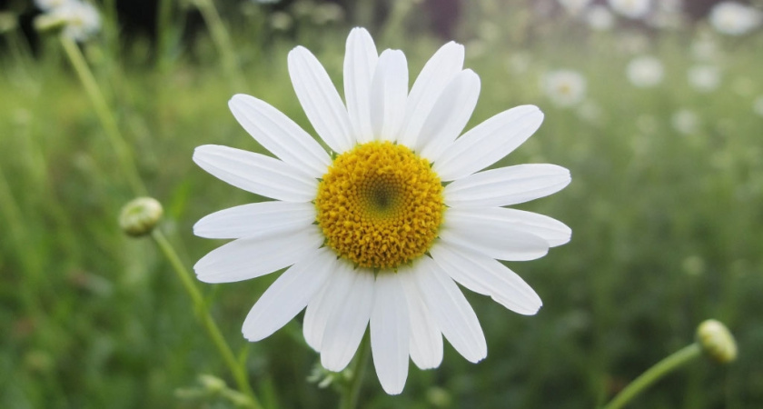    фото создано нейросетью Алиса