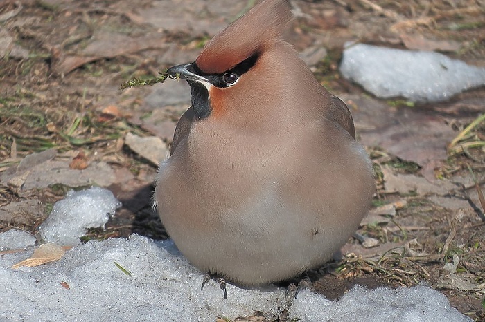 Свиристели, изображение с просторов интернета