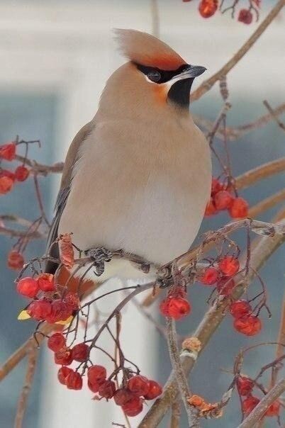 Свиристели, изображение с просторов интернета