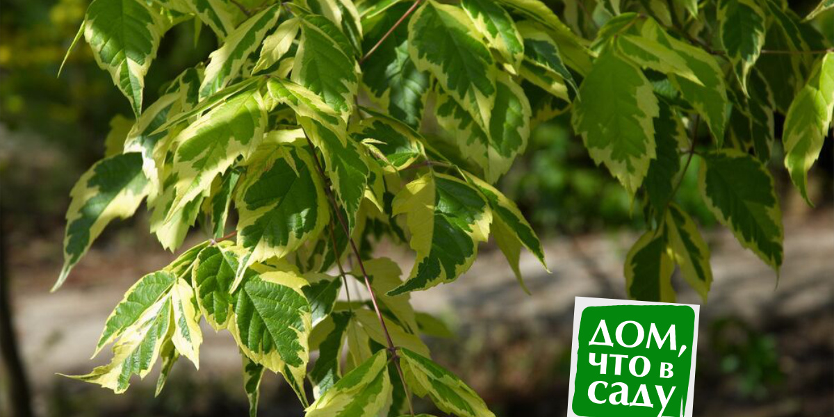 Дом, что в саду