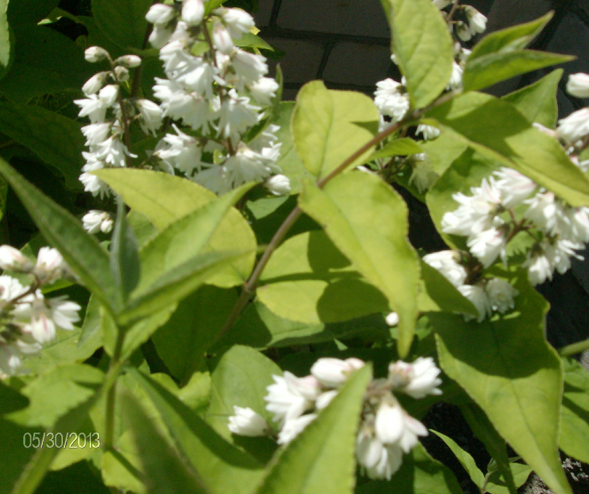 Дейция. Личное фото из собственного питомника. 