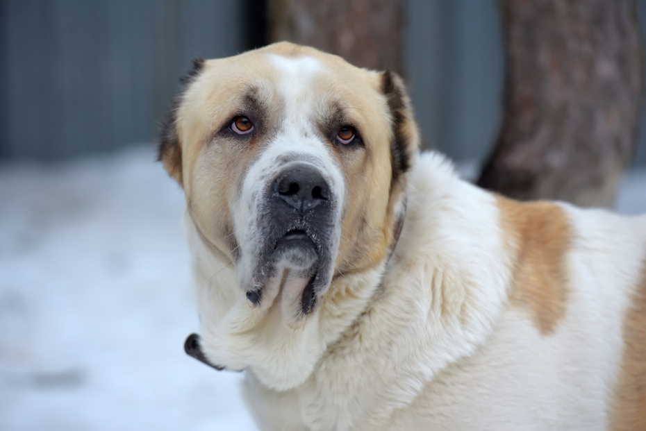    Shutterstock/FOTODOM