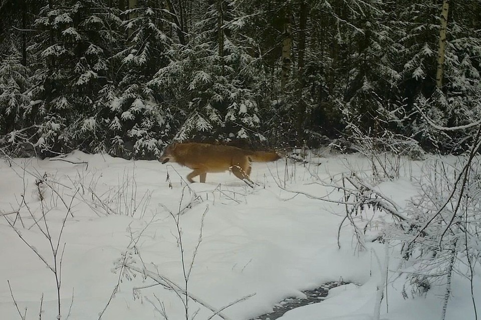    Айда на охоту! Скрин видео.