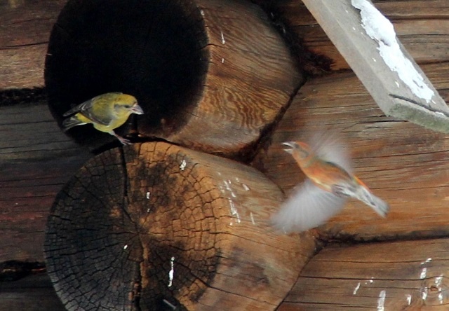 Пара клестов готовится к гнездованию в поселке Рустай на границе Керженского заповедника