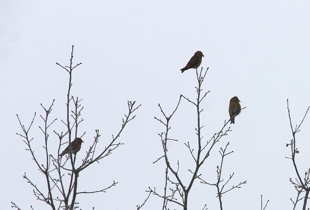 Клесты в Керженском заповеднике