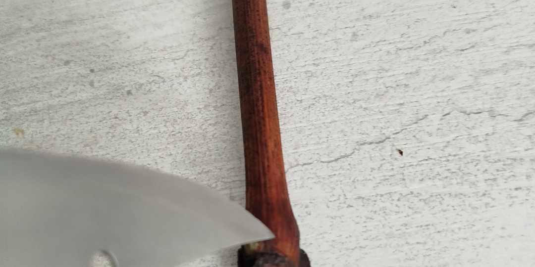 Начало проращивания черенков винограда.