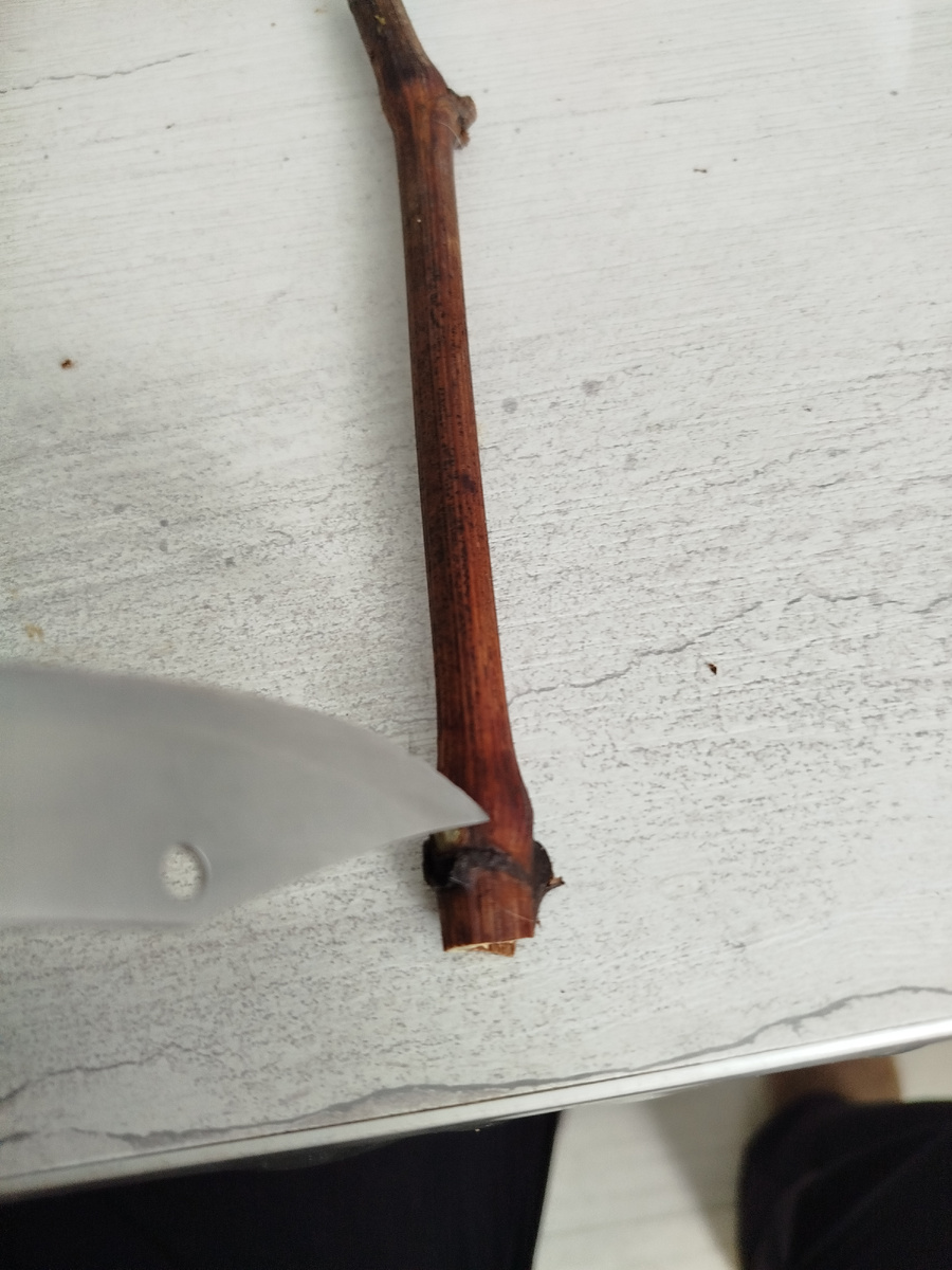 Бороздовал кончиком ножа.