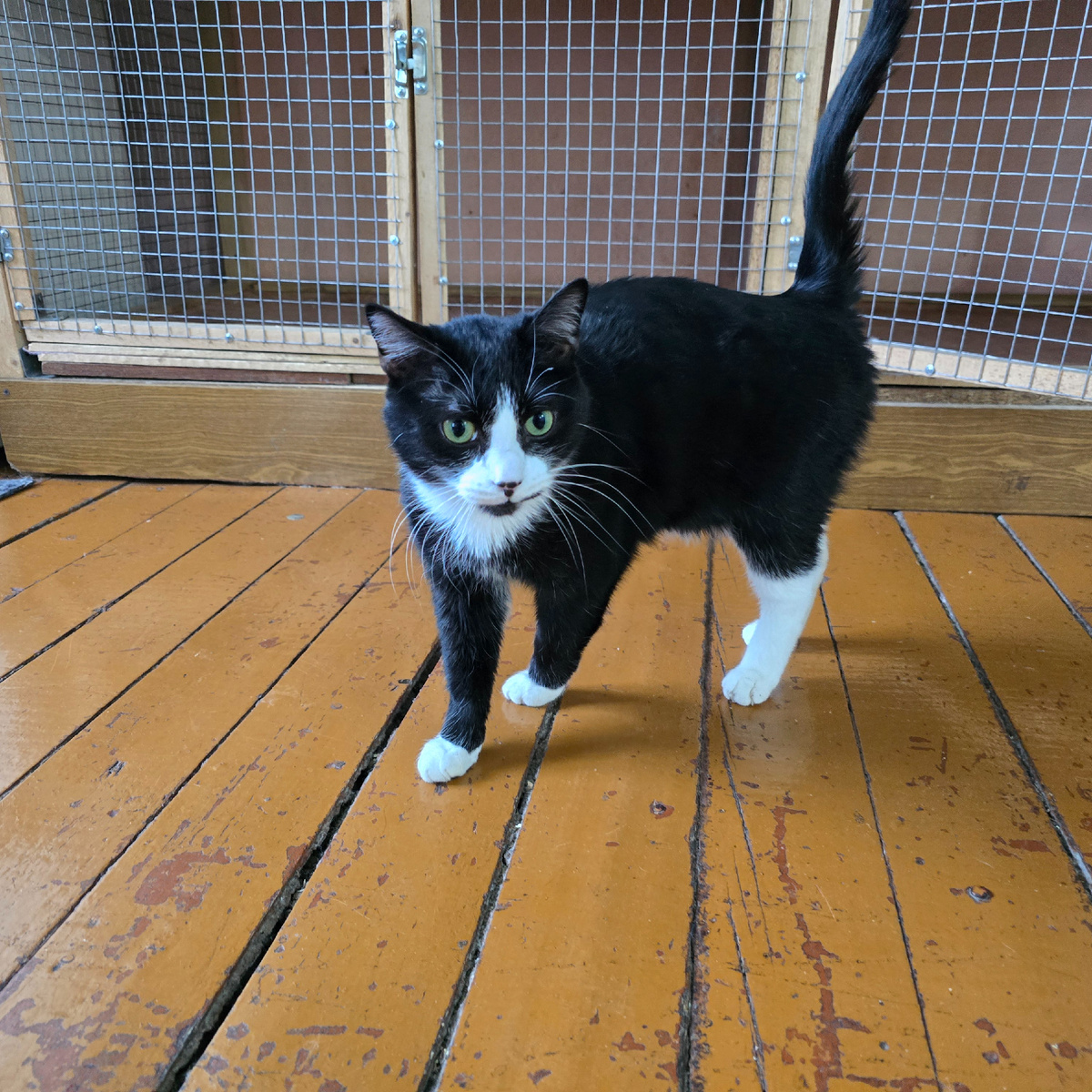 Зелёные глаза полны вопросов без ответов