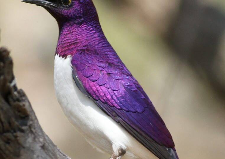 Самый редкий цвет в естественной среде обитания