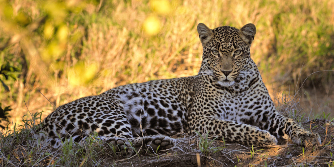 Купили «большую кису» за миллионы, а теперь умоляют забрать: вся правда о содержании леопарда в домашних условиях: