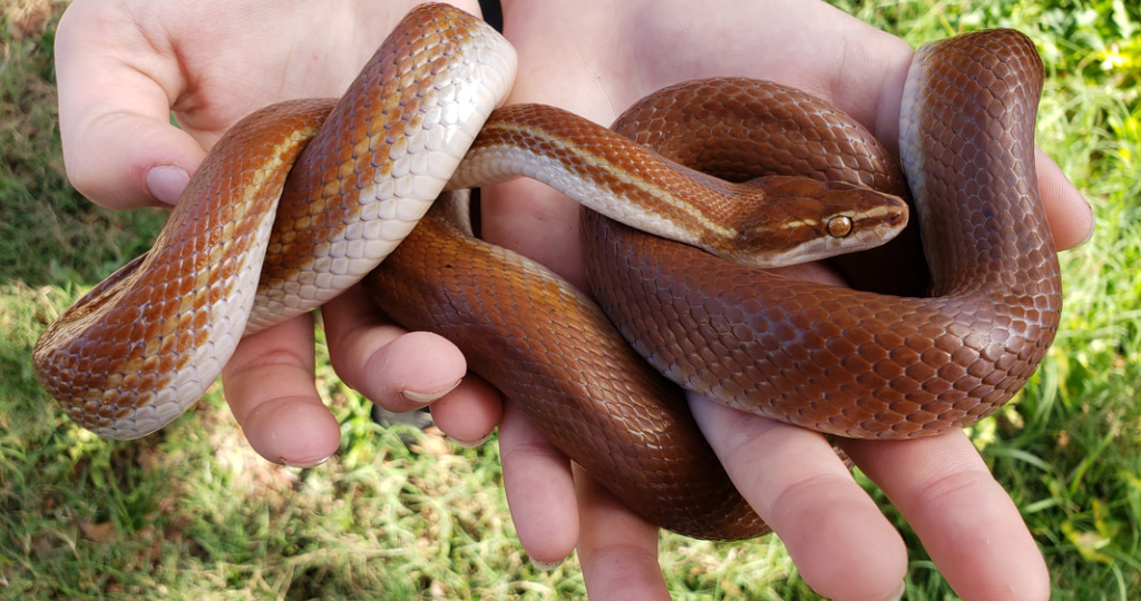 Обыкновенная домовая змея: содержание дома, уход, кормление и фото
