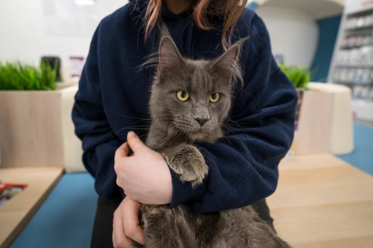 Госветкабинет из Балахны стал cat-friendly клиникой года. Фото: Александр Плонский / "ВиЖ"