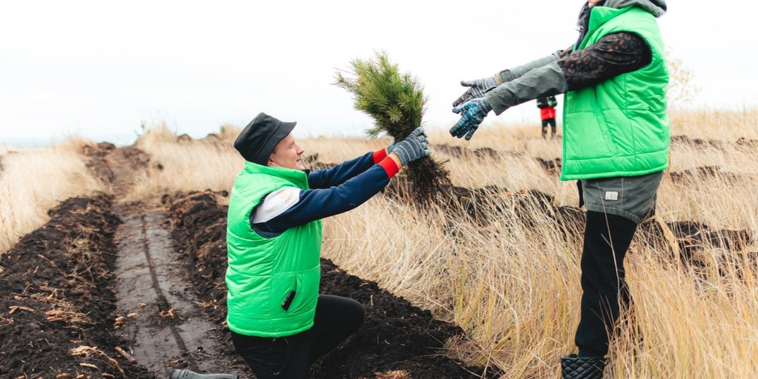 «Лучшая мимоза — это лес»: Движение ЭКА запускает ежегодную акцию к 8 марта