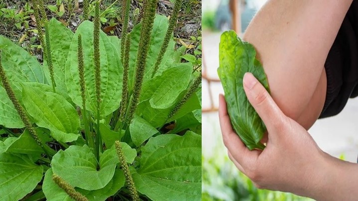 Подорожник: «Зелёный пластырь» из детства. Почему он работает?