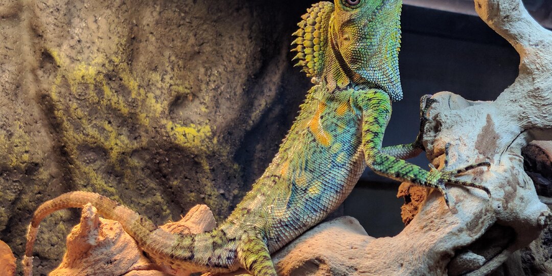 Хамелеоновый гоноцефал: стоит ли заводить и к чему нужно готовиться