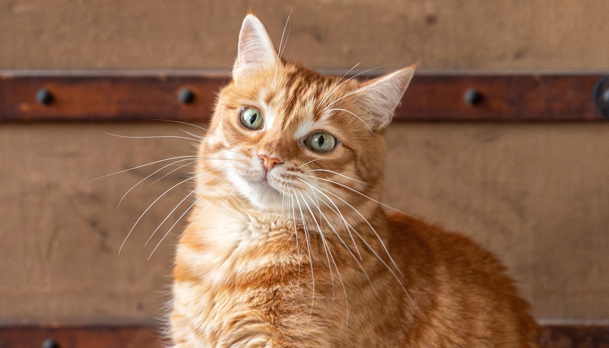 Фото: кошка