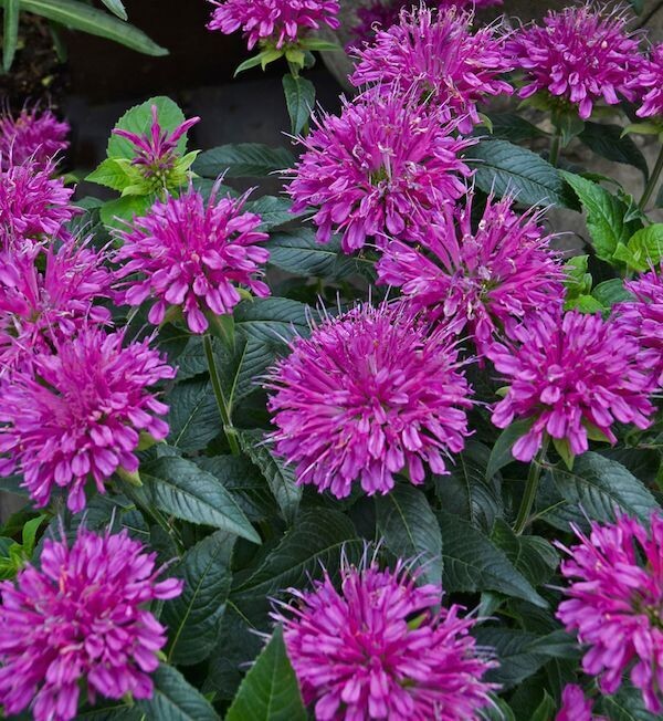 Монарда. Фото из открытых источников